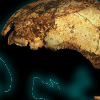 Ce crâne d'Homo erectus est âgé de 2 millions d'années, un record à ce jour. © Matthew V. Caruana